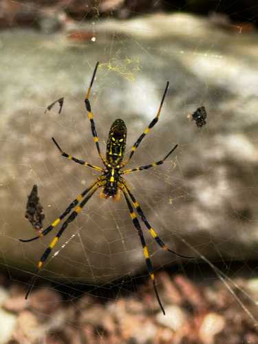 Joro Spider