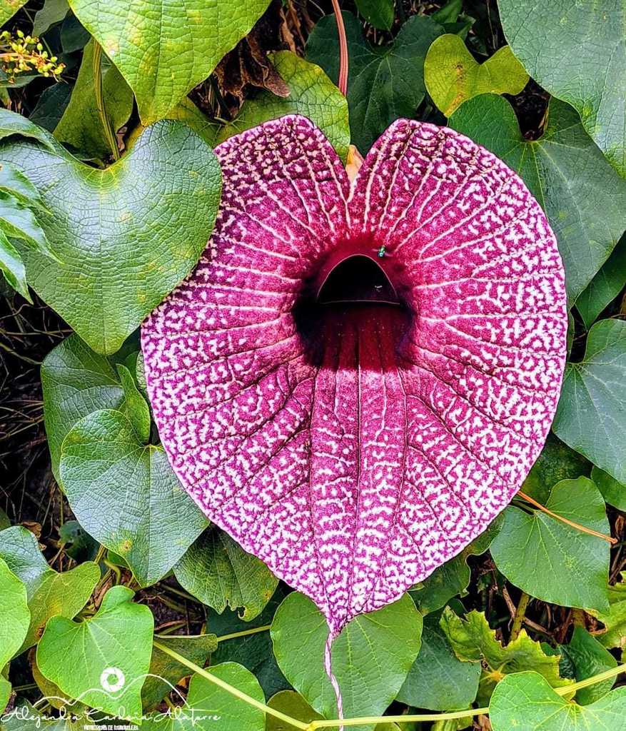 Aristolochia grandiflora