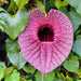 Aristolochia grandiflora - Photo (c) Guillermo Gassos, some rights reserved (CC BY-NC), uploaded by Guillermo Gassos