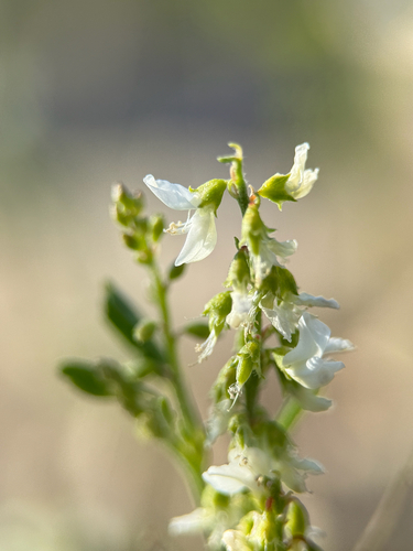 White Sweetclover
