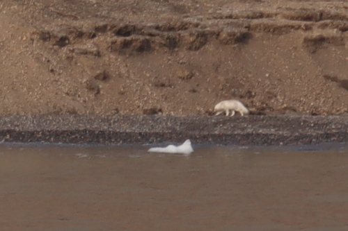 Arctic Fox observed by pcurious