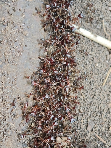 Dorylus nigricans