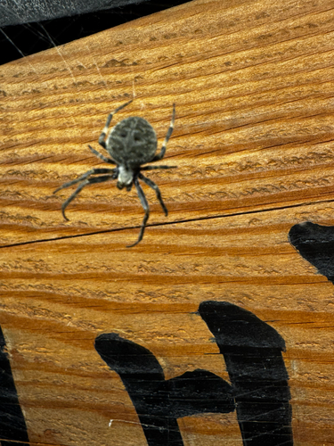 Brown Sailor Spider