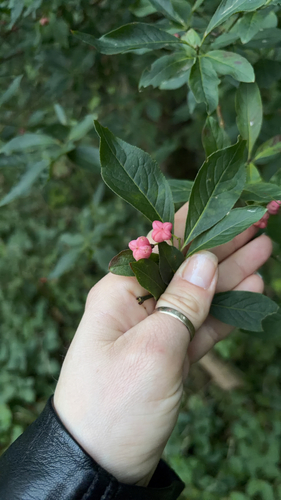 Spindle