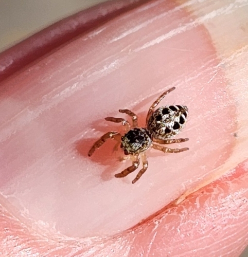 Pelegrina proterva