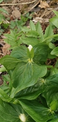 Trillium camschatcense