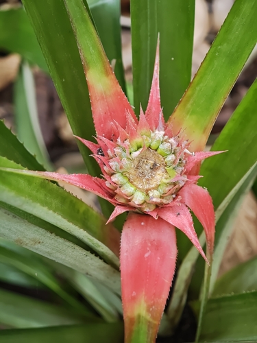 pineapple