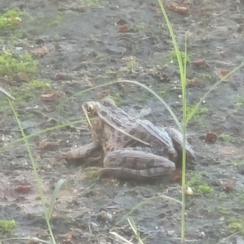 Southern Leopard Frog observed by elist4rk