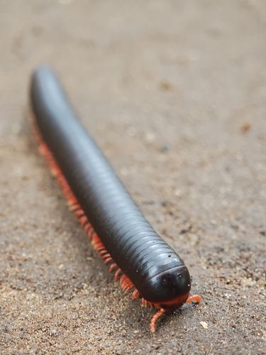 Red-legged Millipede