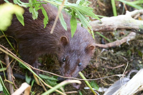 American Mink observed by davidfbird