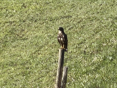 Western Common Buzzard