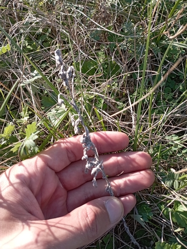 field fluffweed
