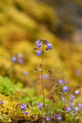 Collinsia grandiflora