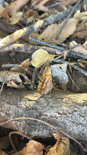 Hackberry Emperor