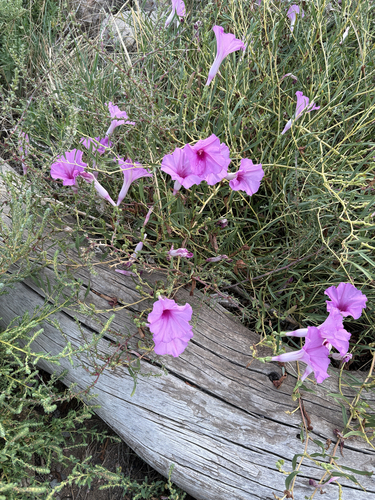 Ipomoea leptophylla