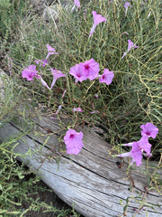 Ipomoea leptophylla