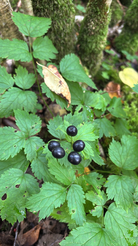 Eurasian baneberry