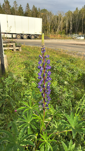 Large-leaved lupine