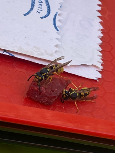 German Yellowjacket