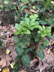Pachysandra