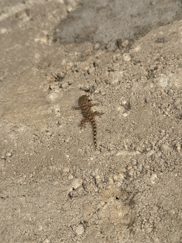 Moorish Gecko