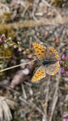 Sooty Copper, 9466 TB Gasteren, Nederland, photo 8 of 10