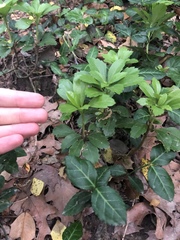 Pachysandra