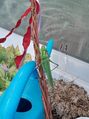 Great Green Bush-cricket
