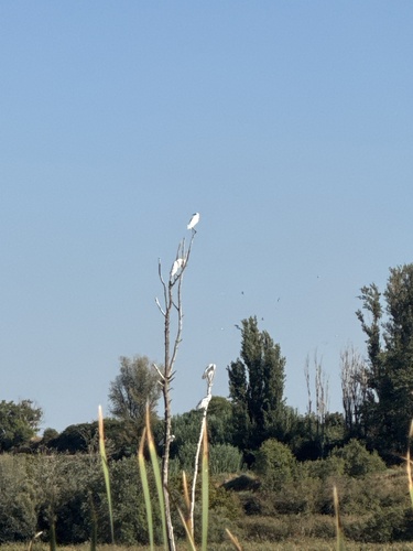Western Cattle-Egret
