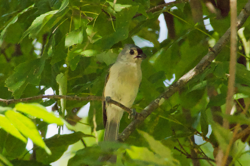 Tufted Titmouse