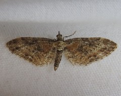 Eupithecia rotundopuncta