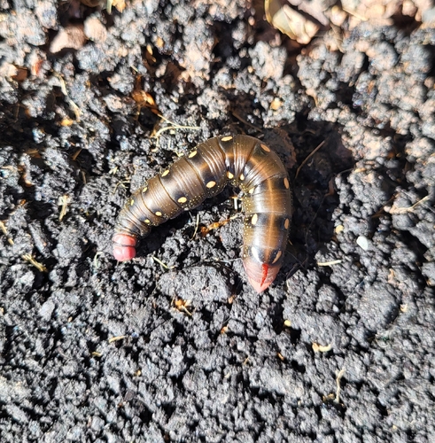 Bedstraw Hawkmoth