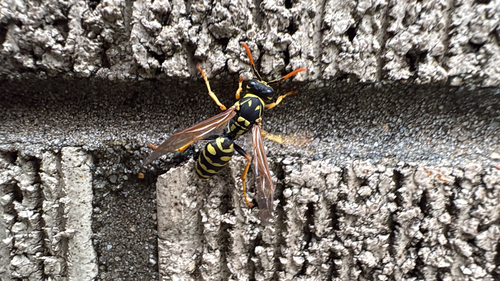 European Paper Wasp