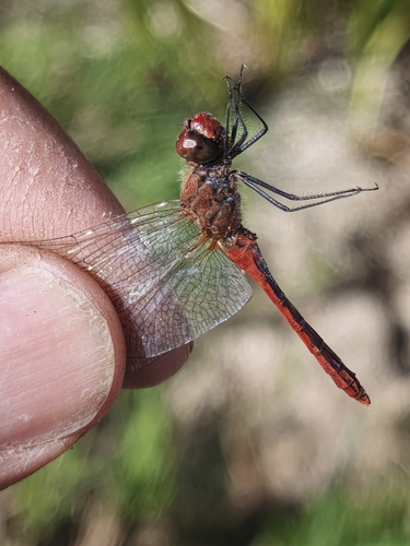 Ruddy Darter