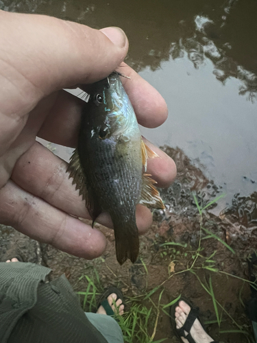 Green Sunfish