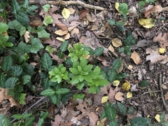 Pachysandra