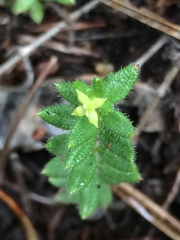 Galium californicum californicum