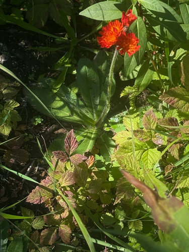 orange hawkweed