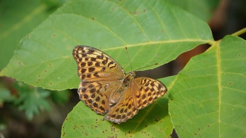 Silver-washed Fritillary
