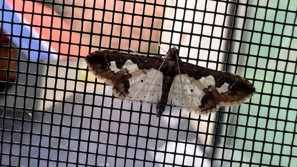 Eurrhyparodes syllepidia