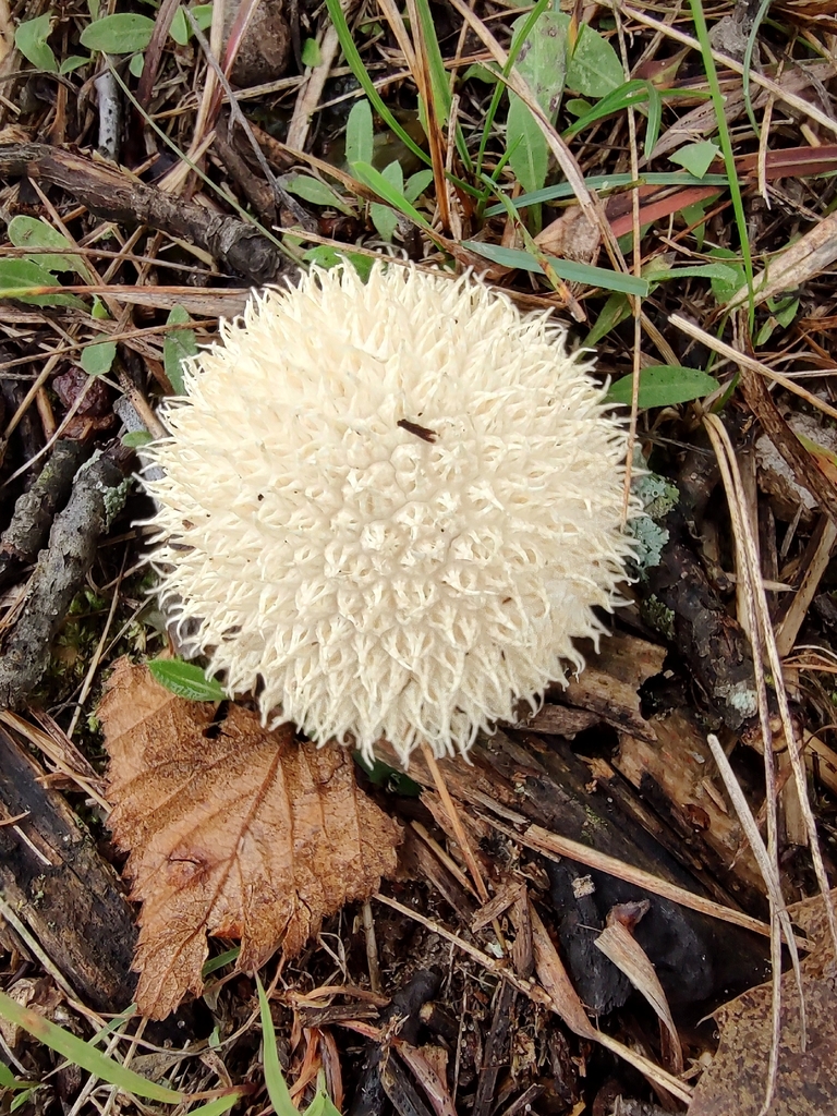 Long-spined Puffball · September 2026 · photo: Photo: (c) Lauren McLaurin, some rights reserved (CC BY) · iNaturalist