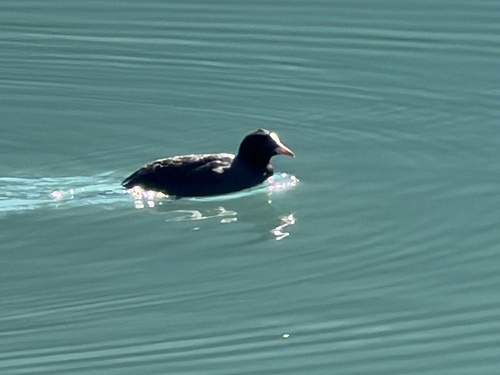 Eurasian Coot