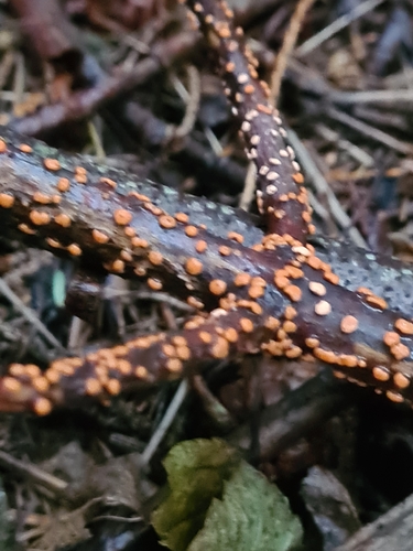 Coral Spot