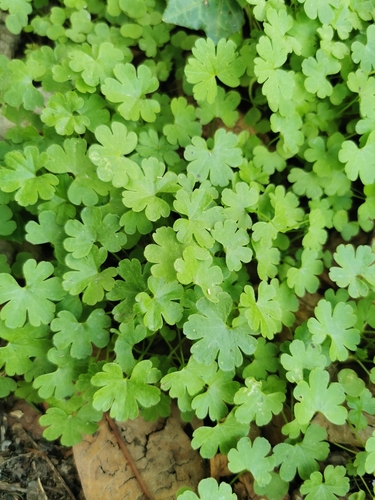 Geranium lucidum, photograph 5