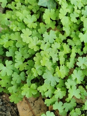Geranium lucidum, photograph (c) Salem, some rights reserved (CC BY)