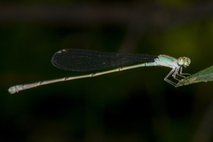 Aciagrion pallidum