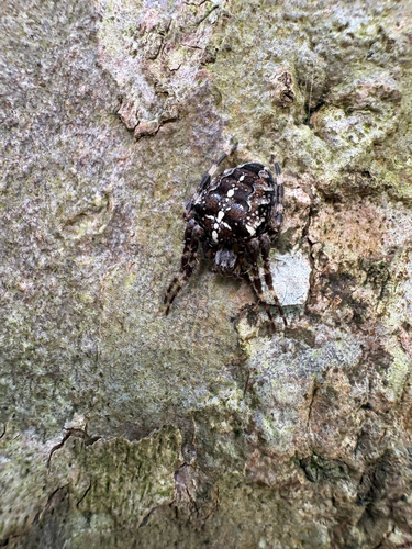 Cross Orbweaver
