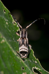 Sthenias tonkineus