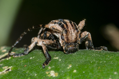 Sthenias tonkineus