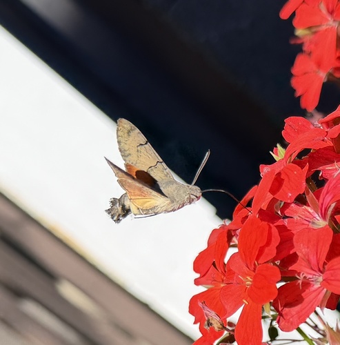 Eurasian Hummingbird Hawkmoth